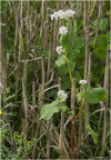  Bois-Jérôme-St-Ouen