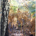 Vernon - Forêt du LRBA