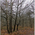 Vernon - Forêt du LRBA