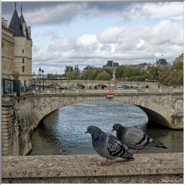 Pigeons sue le Pont Notre-Dame