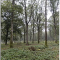 Arborétum de la Roche-Guyon