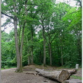 Forêt de Bizy - Vernon