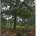 Forêt de Vernon