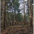 Forêt de Vernon