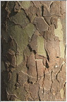Amenucourt
