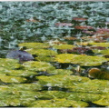 Etang - Claude Monet - sous la pluie