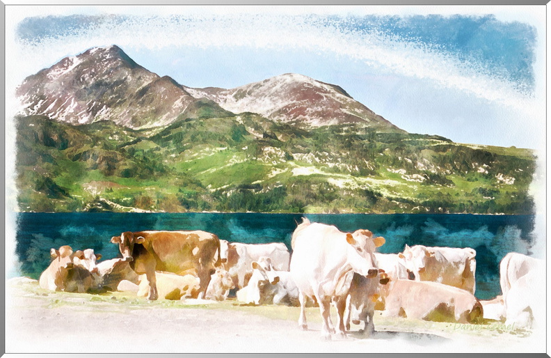 Vaches au bord du lac des Bouillouses