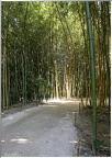 Allée de bambous géants