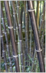 Bambous noirs géants