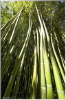 Bambous géants