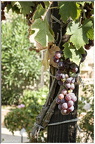 Le Jardin Médiéval - Grappe de raisin