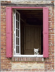 fenêtre et petit chien