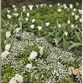 Jacinthes et tulipes blanches