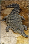 Crocodile à nez allongé