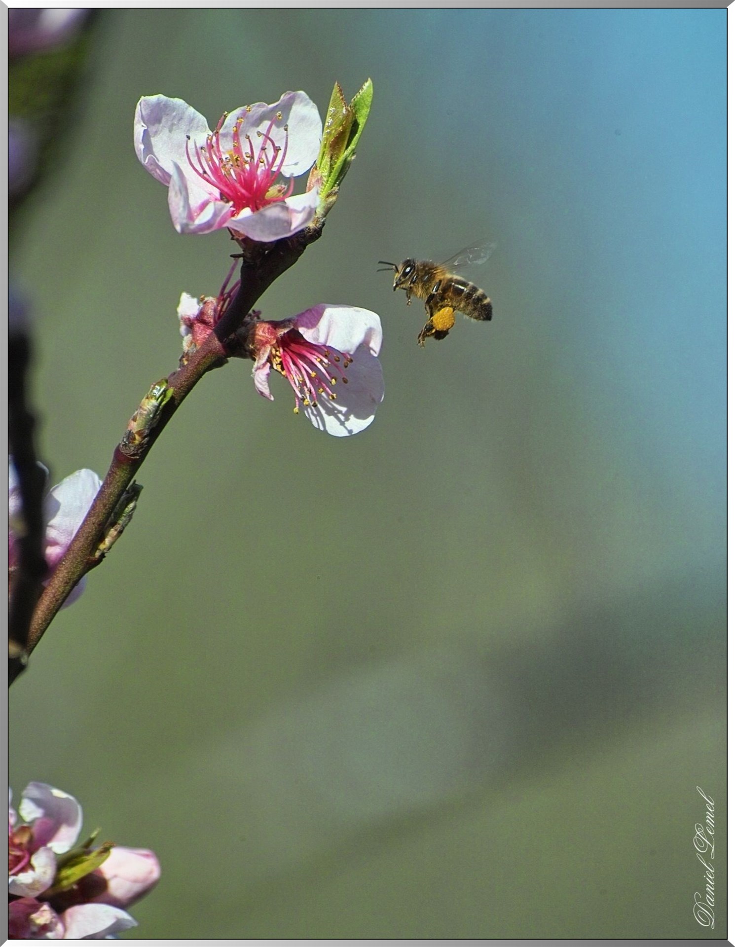 Abeille en plein vol