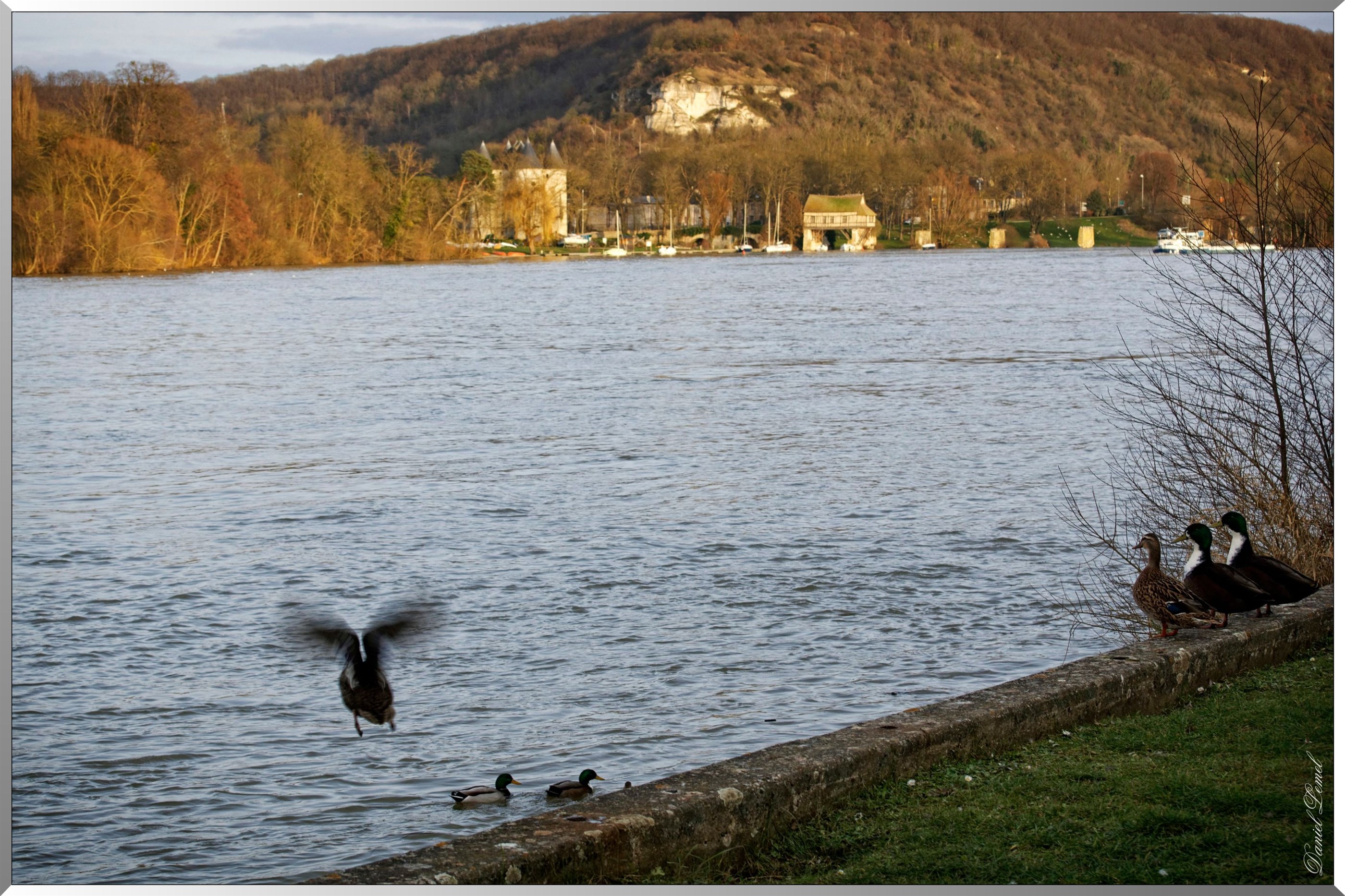 Canards sur seine - Vernon