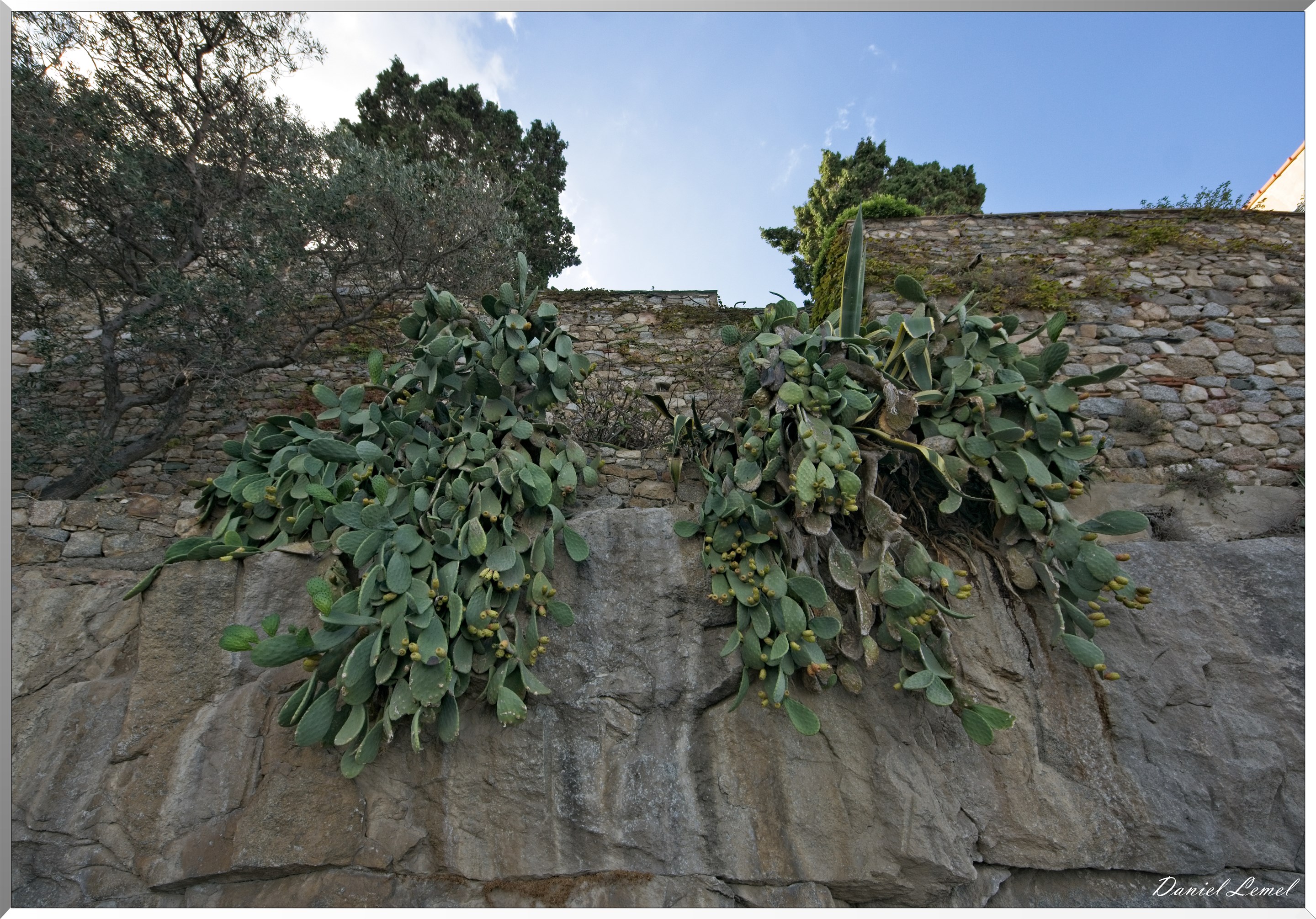 Figuiers de barbarie