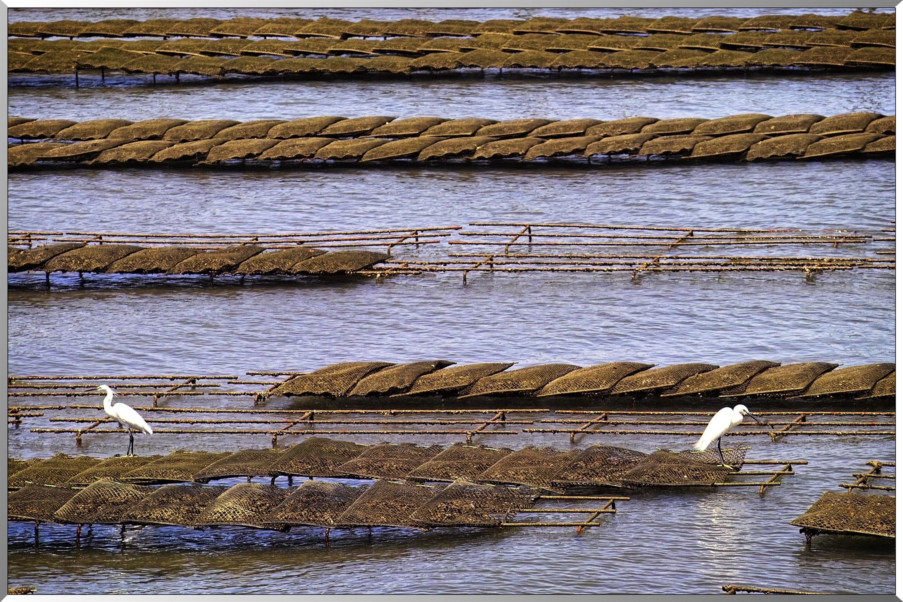 vue du parc ostréicole