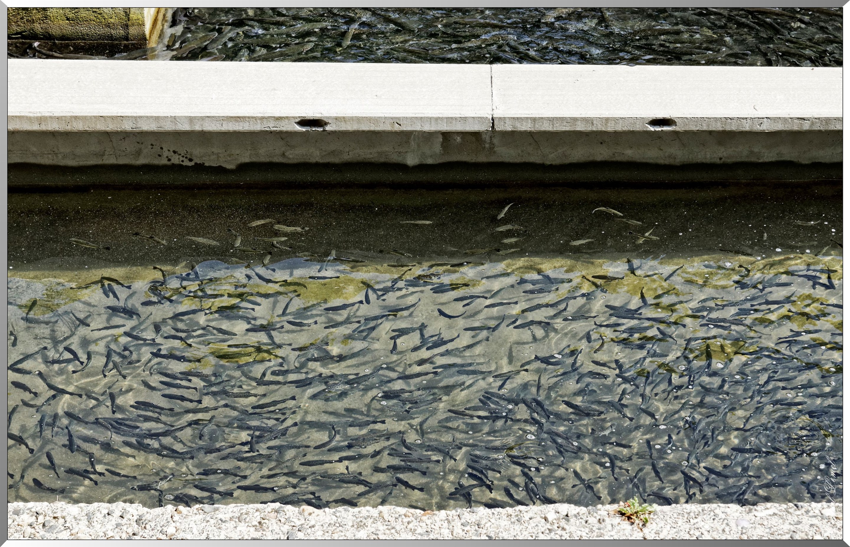 Ferme aquacole de Banka - Truites