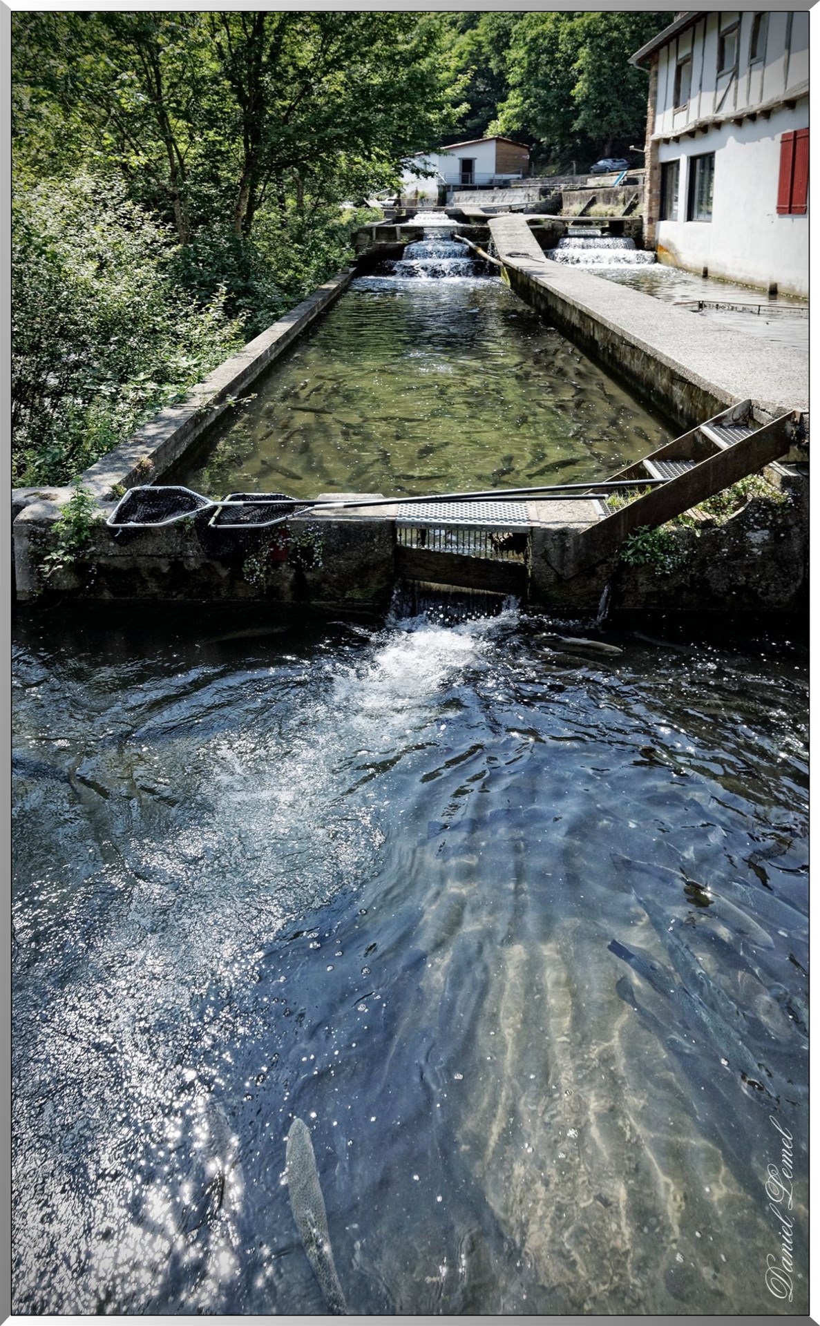 Ferme aquacole de Banka - Truites