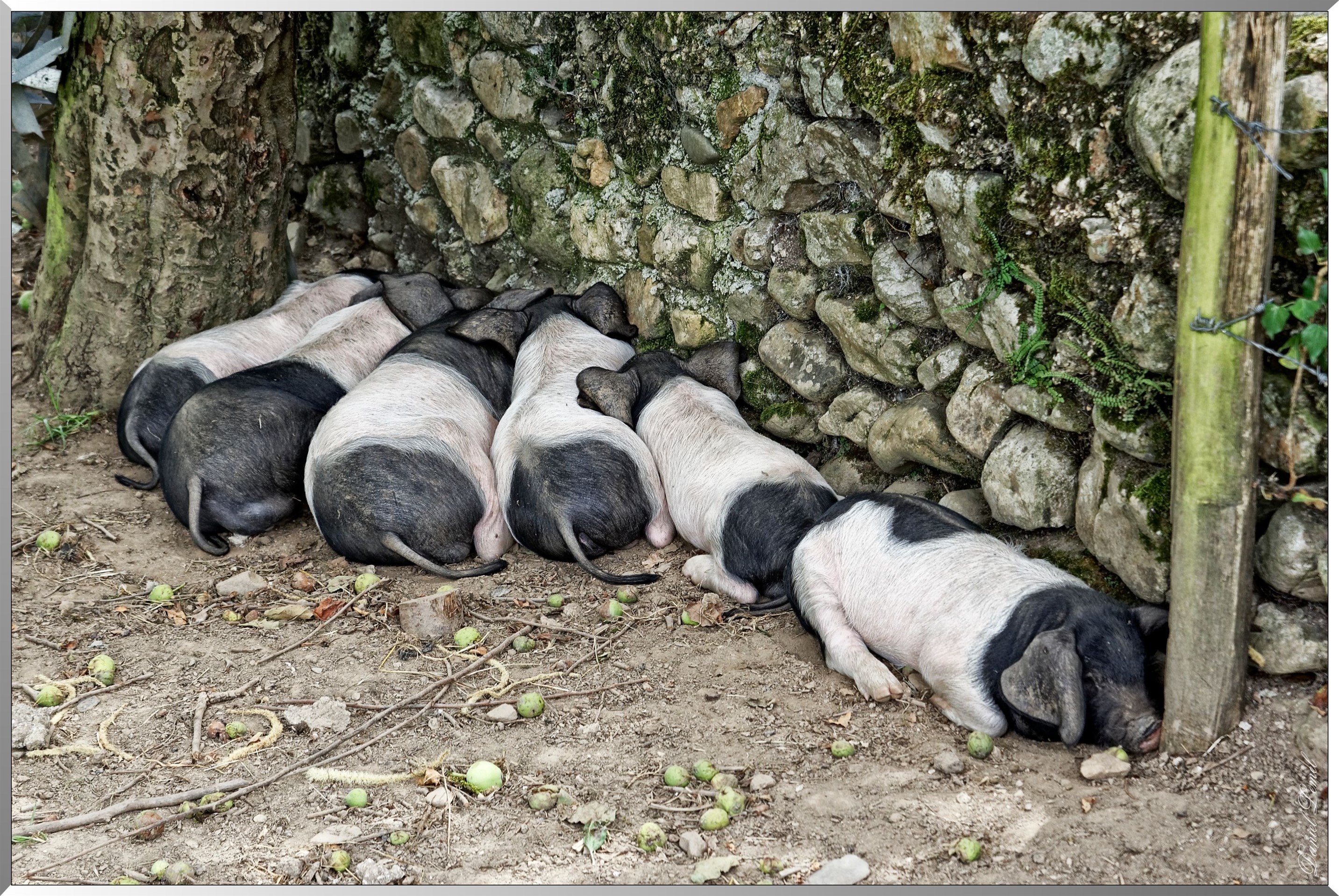 Porc Kintoa dit cochon noir des Aldudes