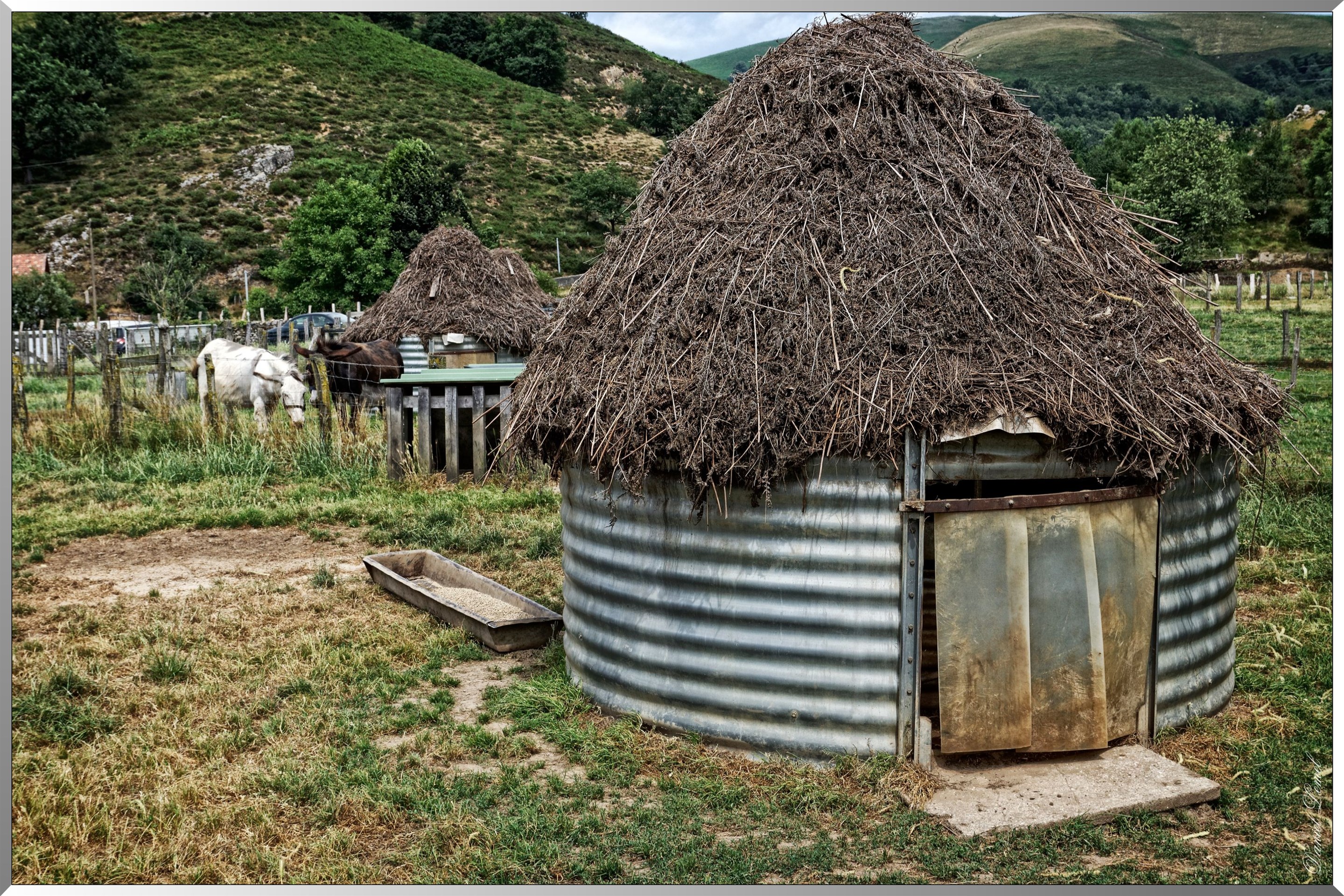 Porc Kintoa dit cochon noir des Aldudes