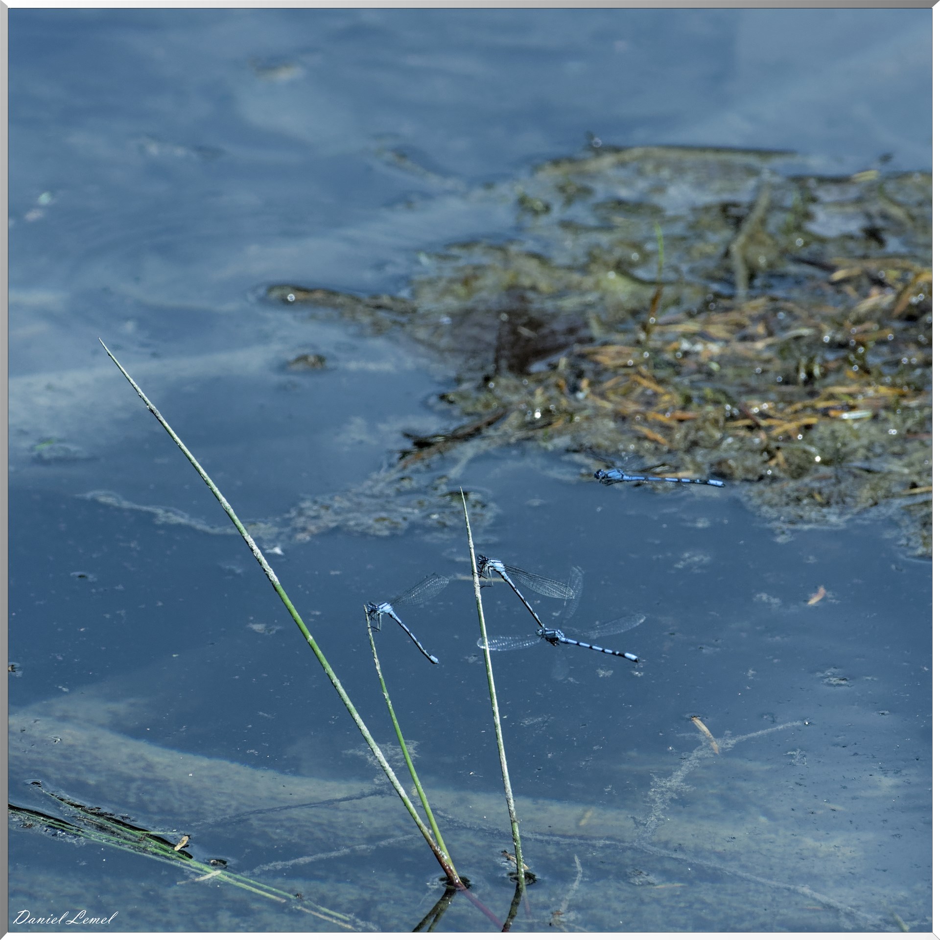 Pennipatte bleuâtre sur le lac vert