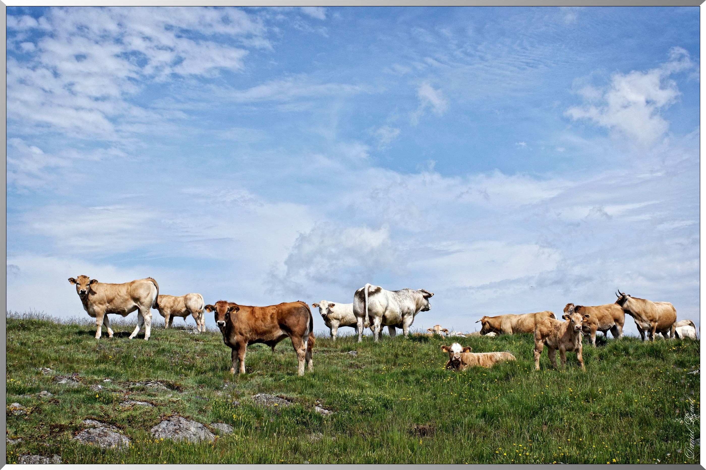 Paysage de l'Aubrac