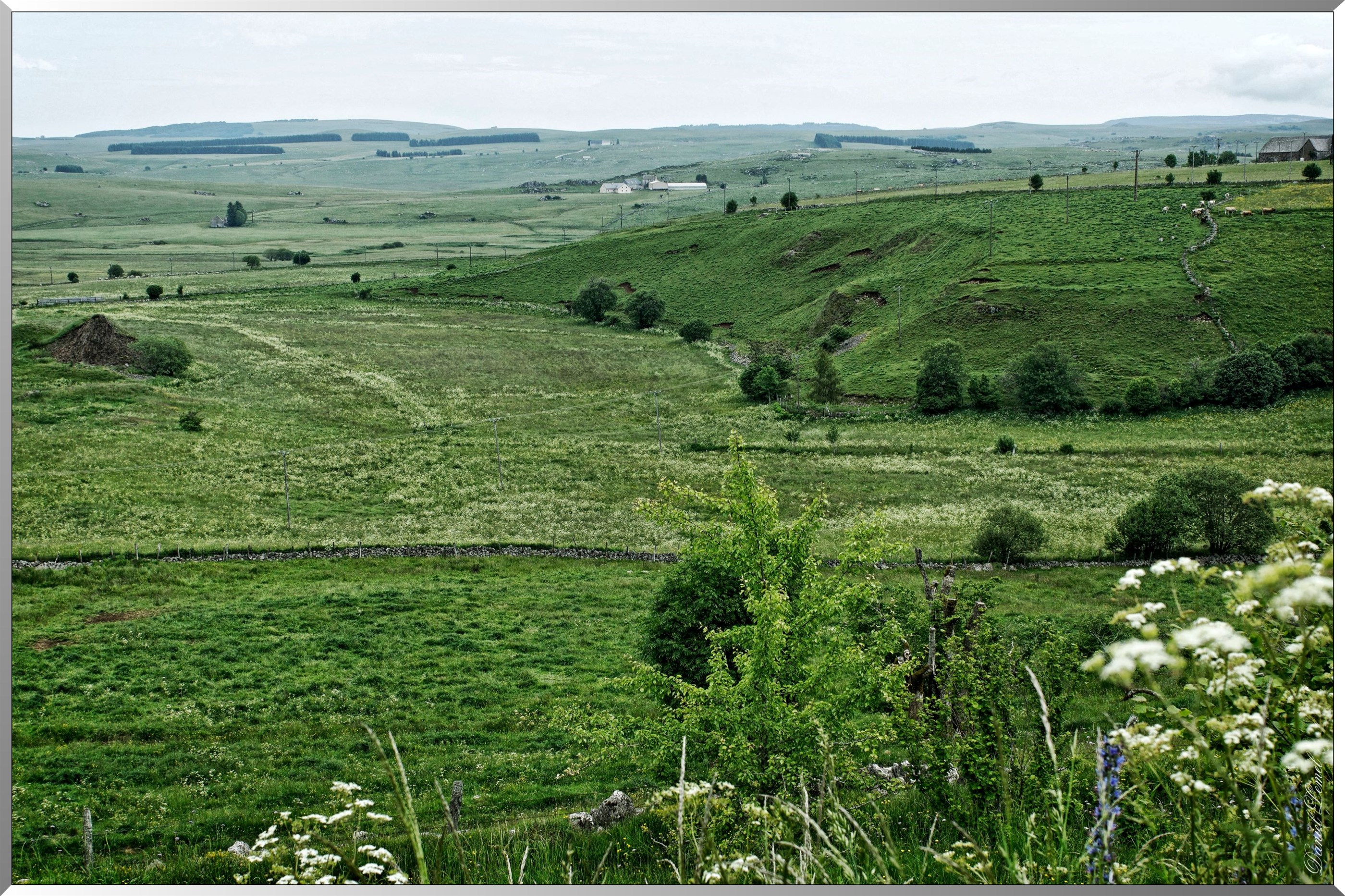 Paysage de l'Aubrac