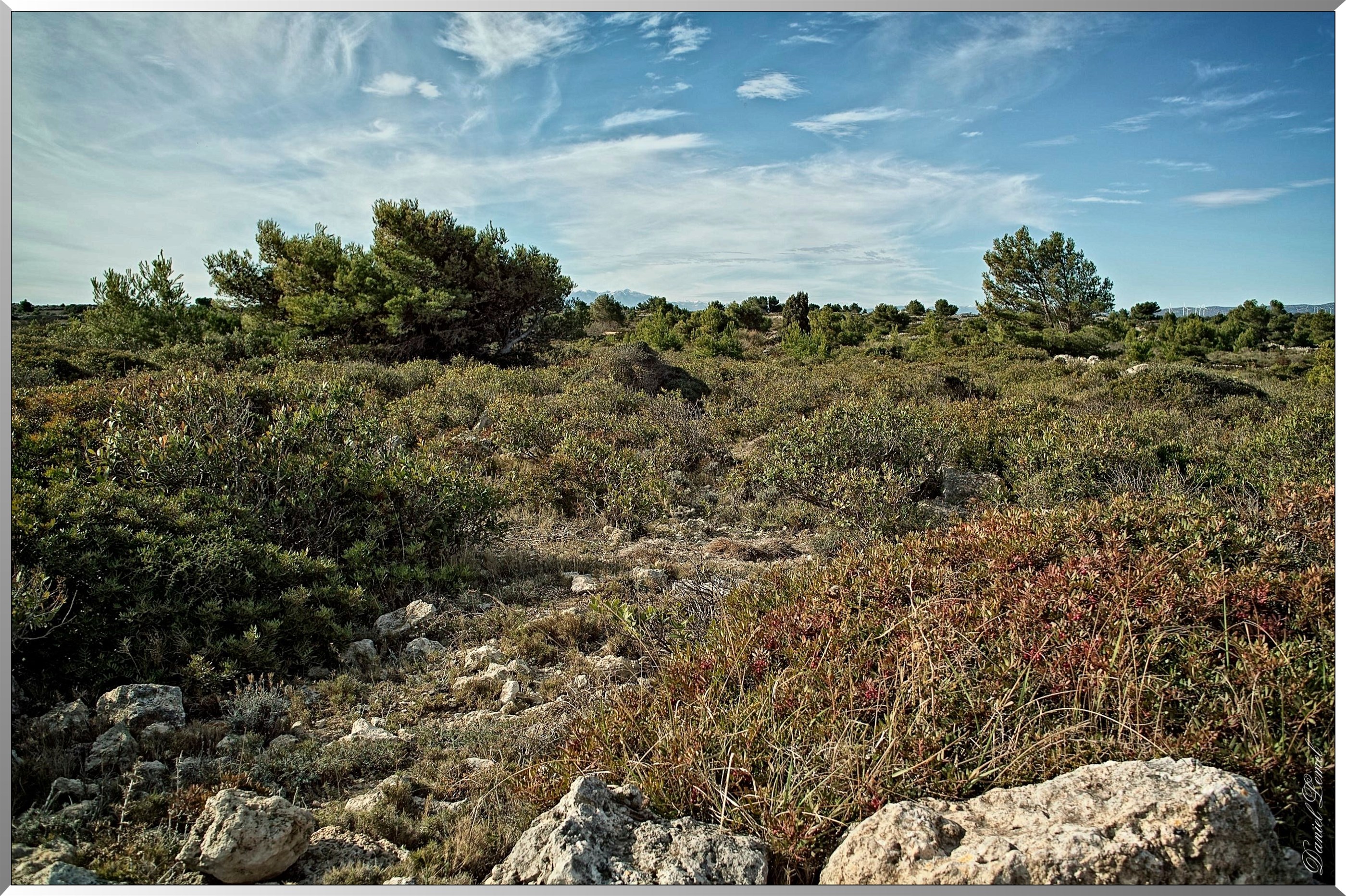 Garrigue