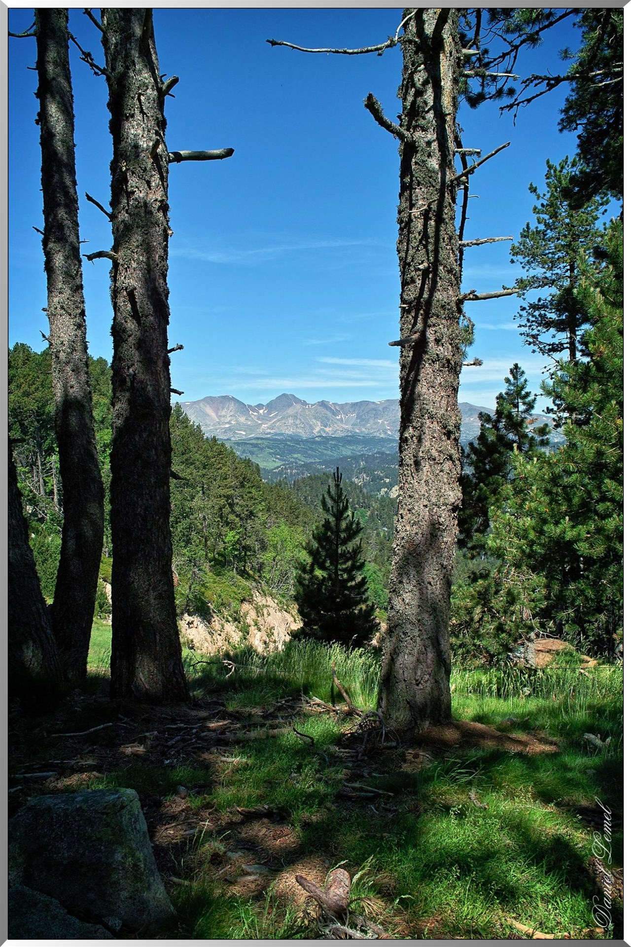 Forêt communale de Font-Romeu - Au fond le Carlit