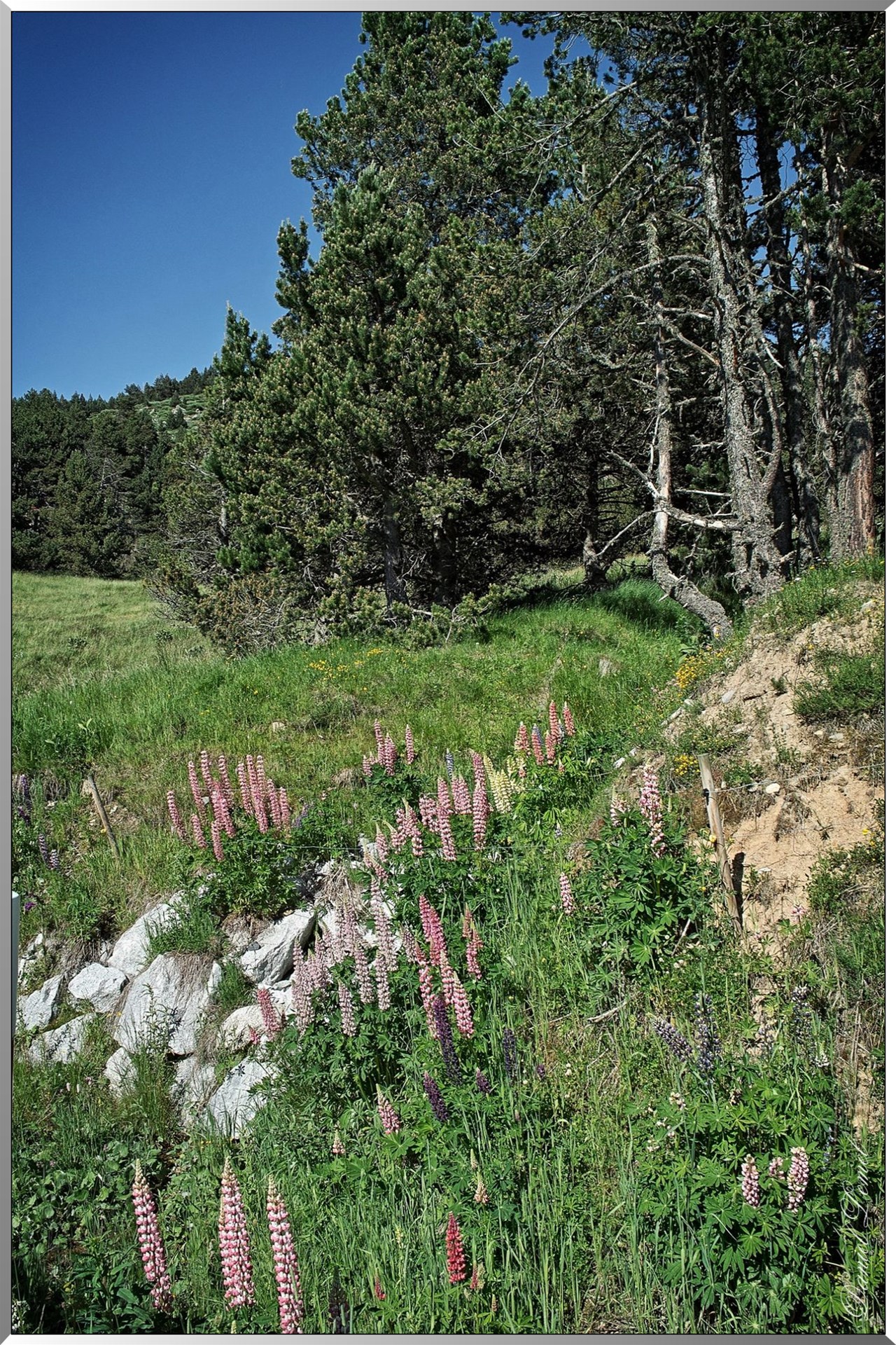 Lupins - Forêt communale de Font-Romeu