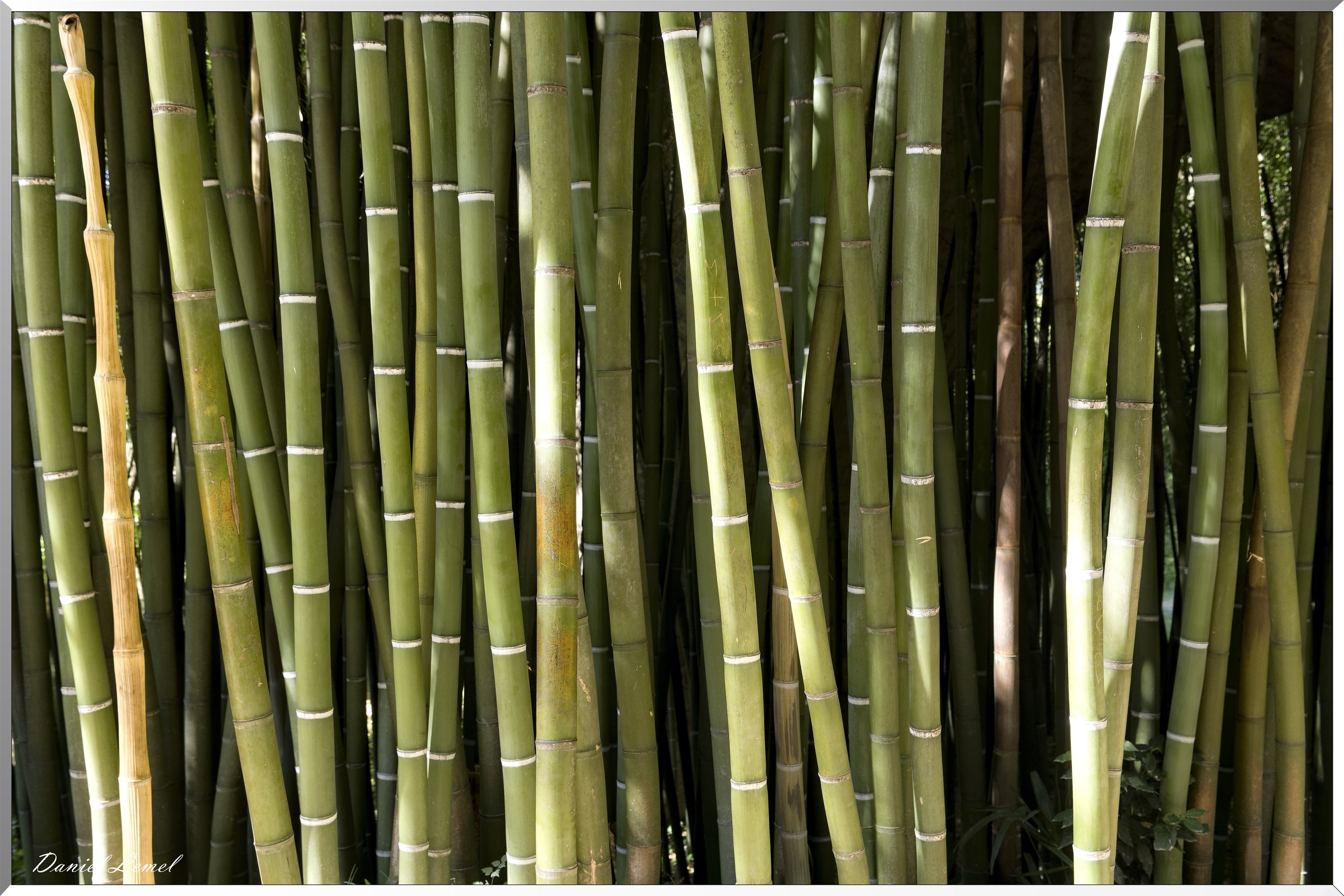 Bambous géants