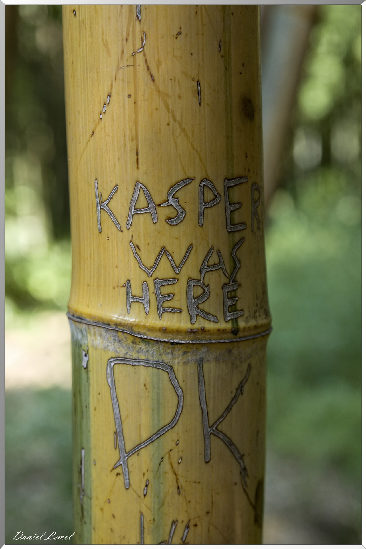 Bambou géant - Graphitis