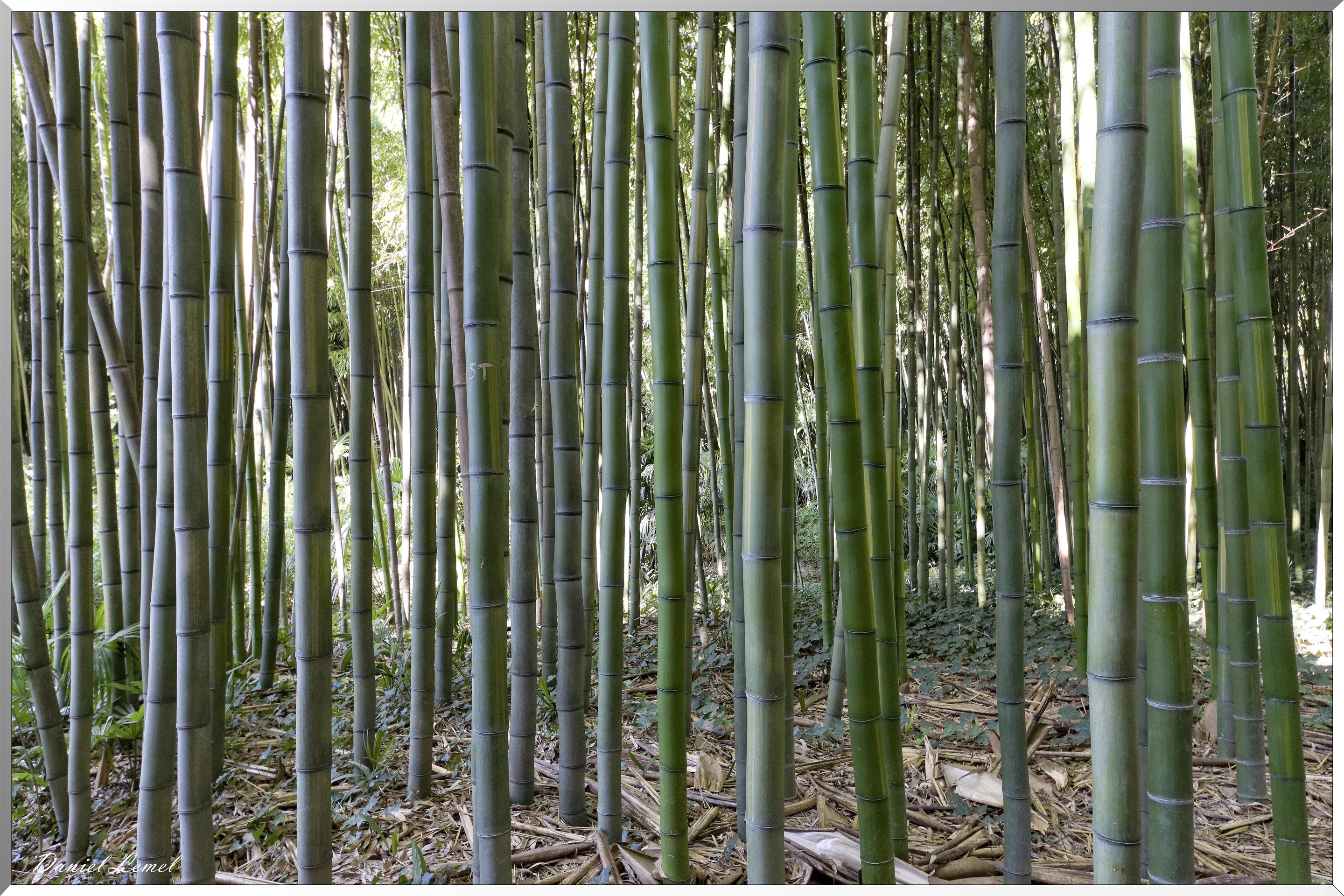 Forêt de Bambous géants