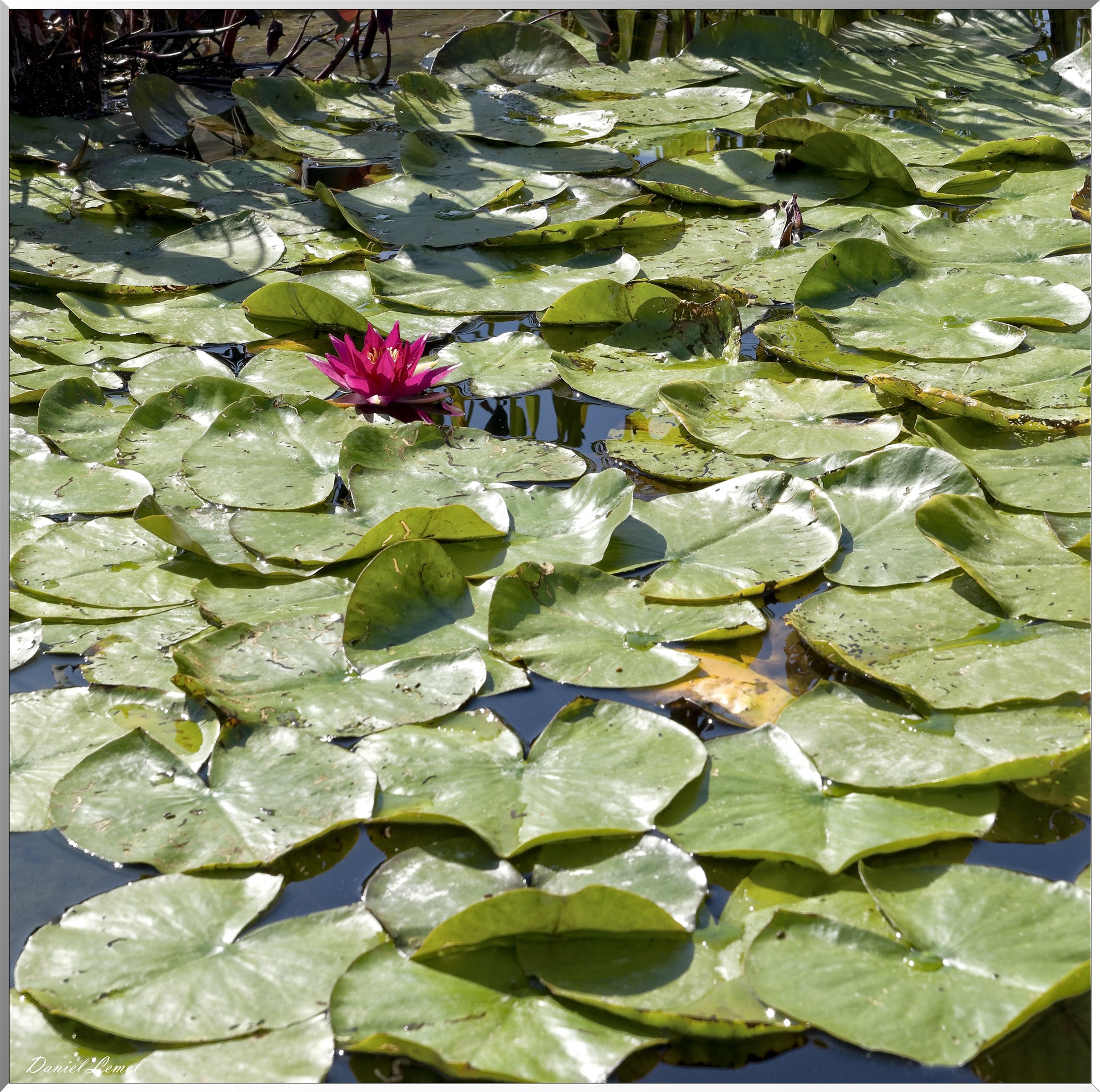 Nénuphars