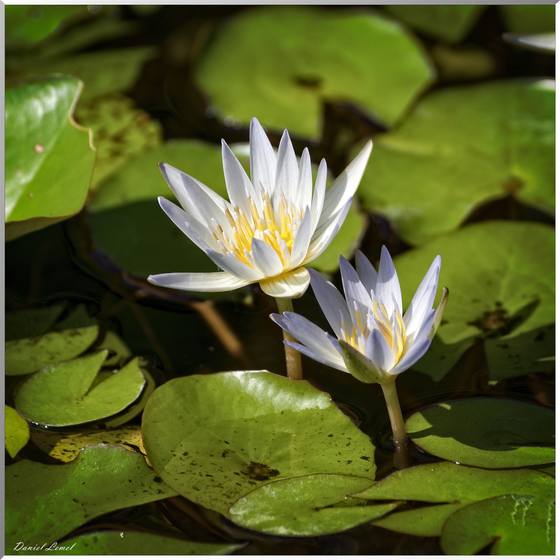 Nénuphars