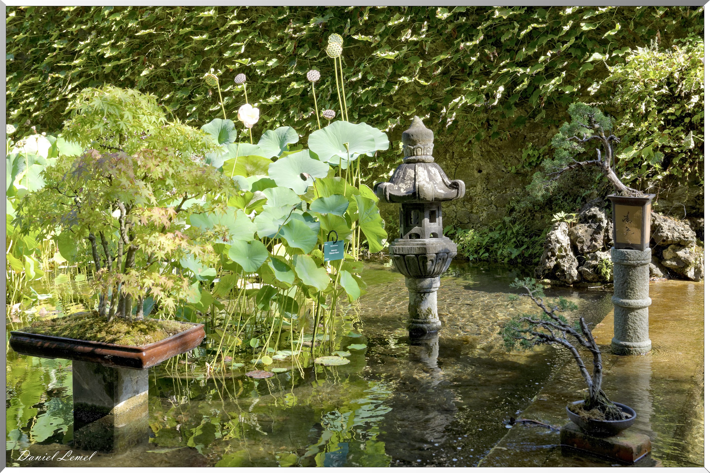 Lanterne et Bonsaïs