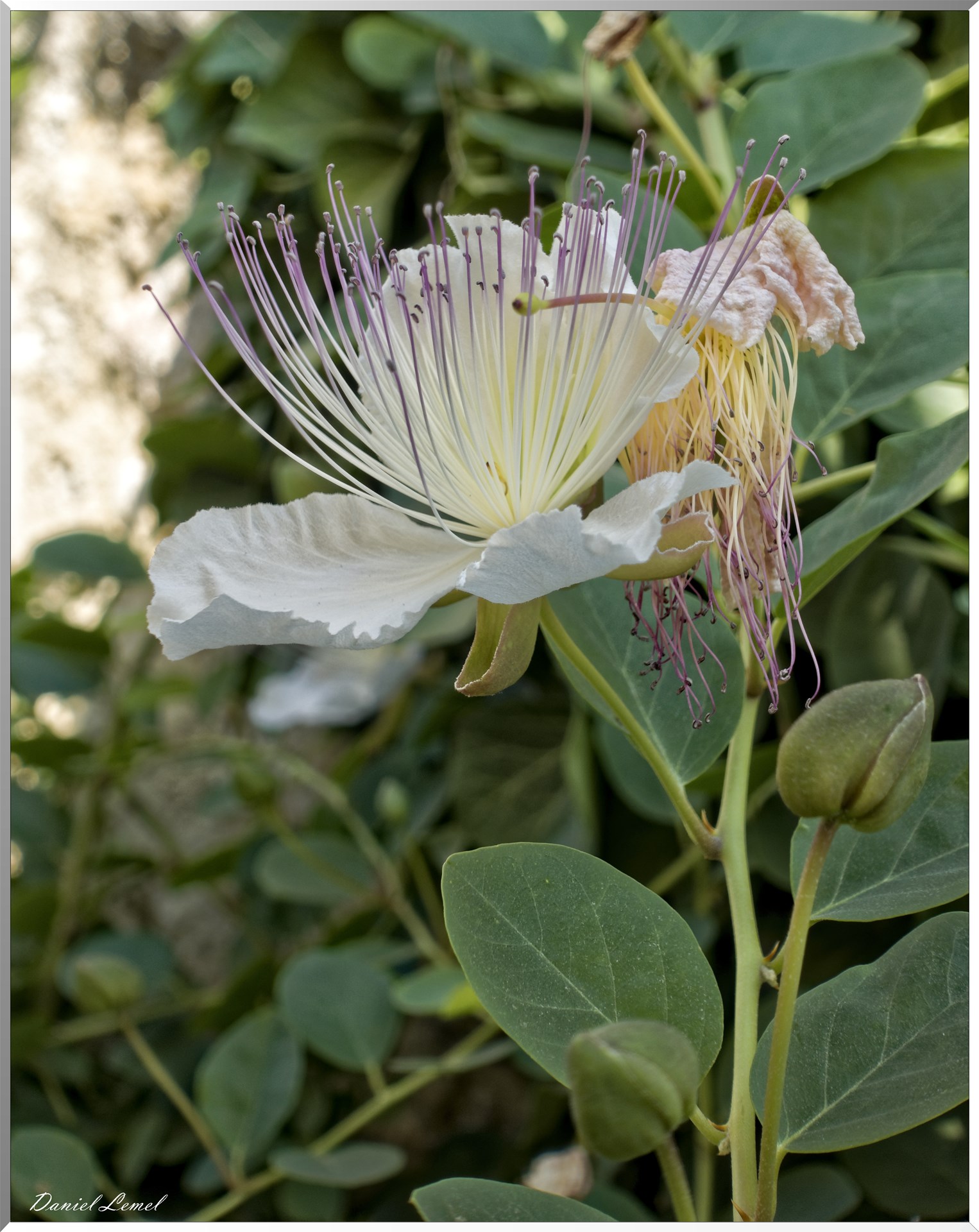 Le Jardin Médiéval - Fleur