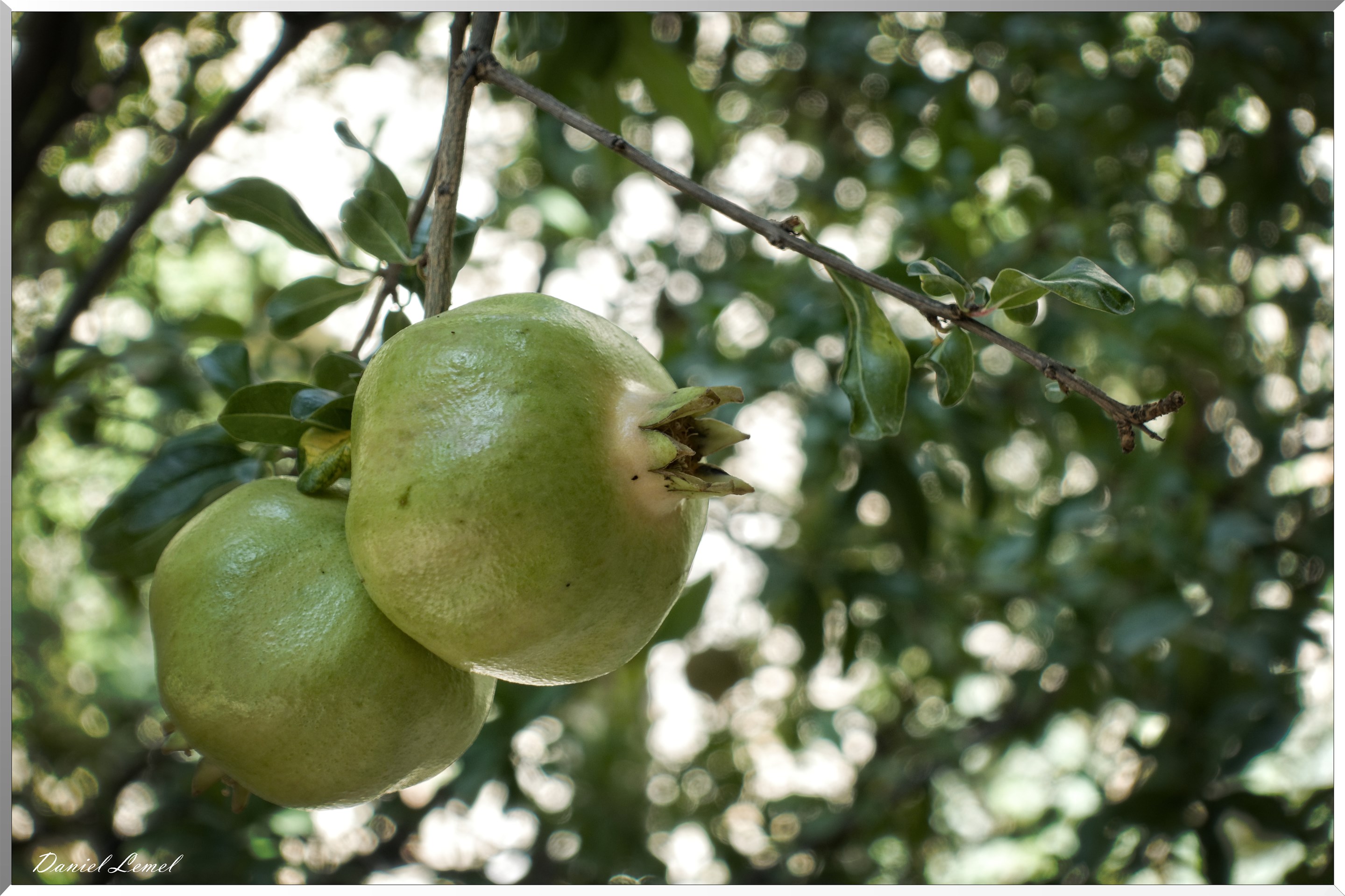 Le Jardin Médiéval - Fruit de grenadier