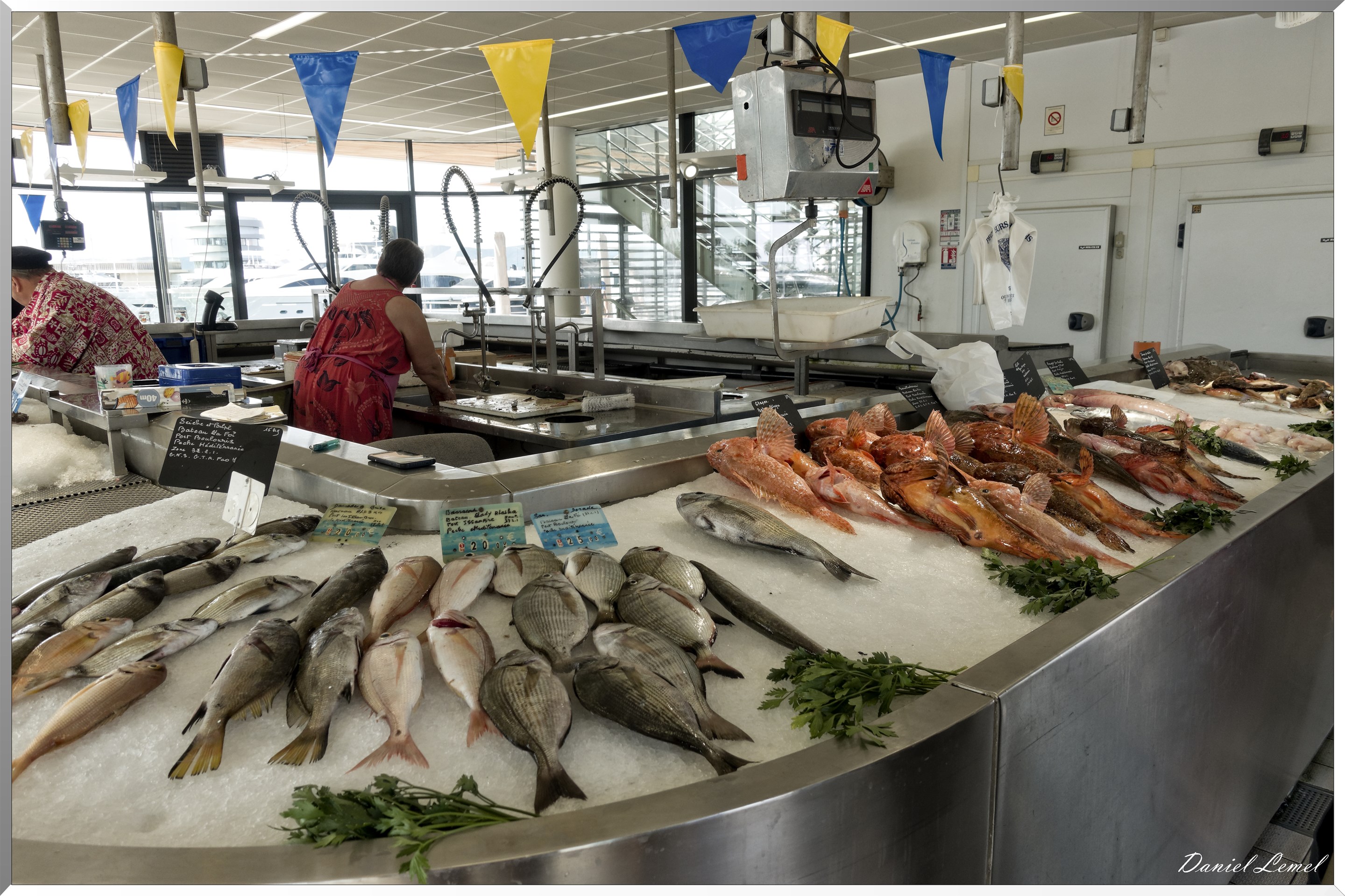 Poissons de la méditerranée