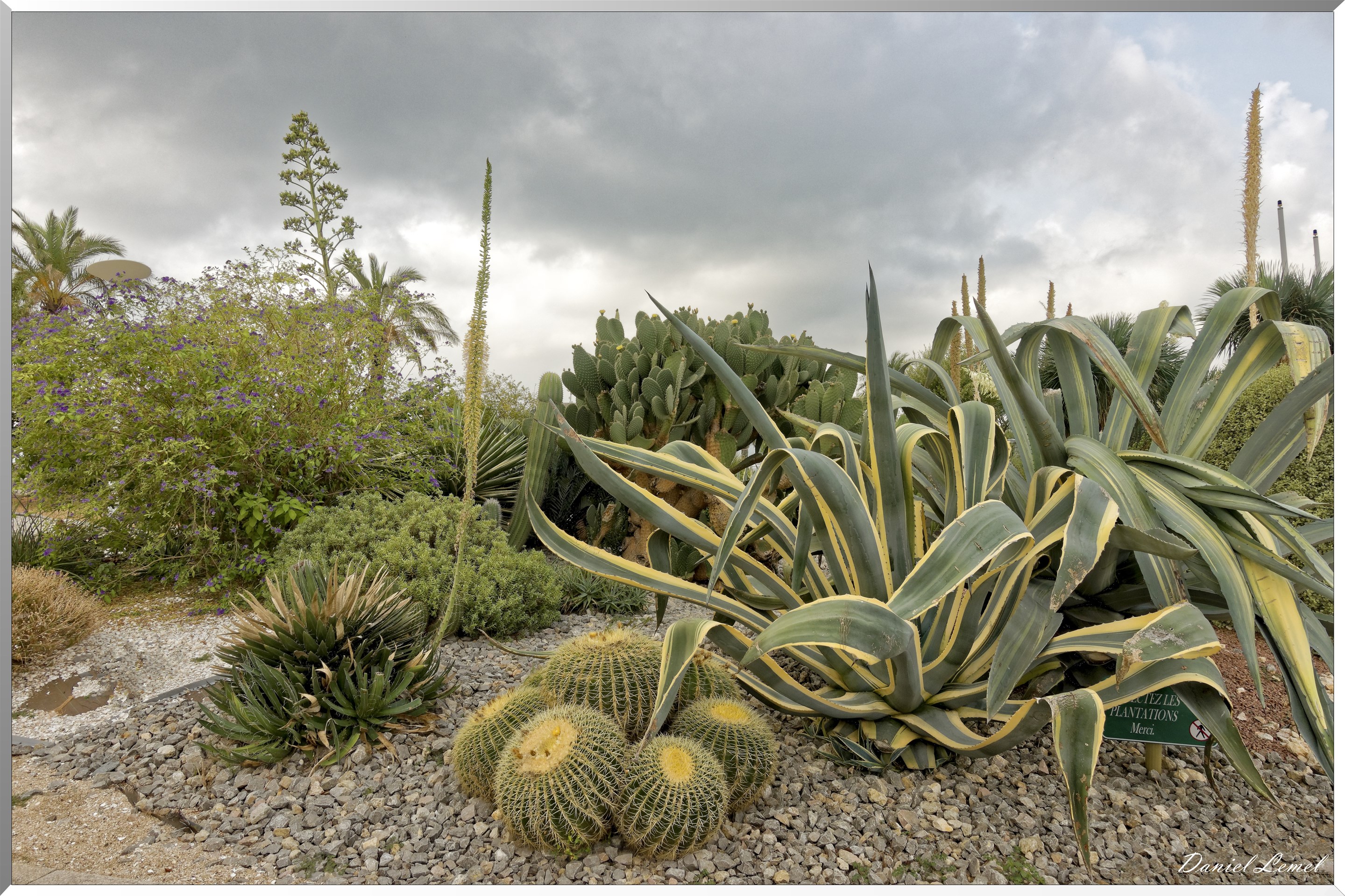 Jardin Bonaparte - Cactés