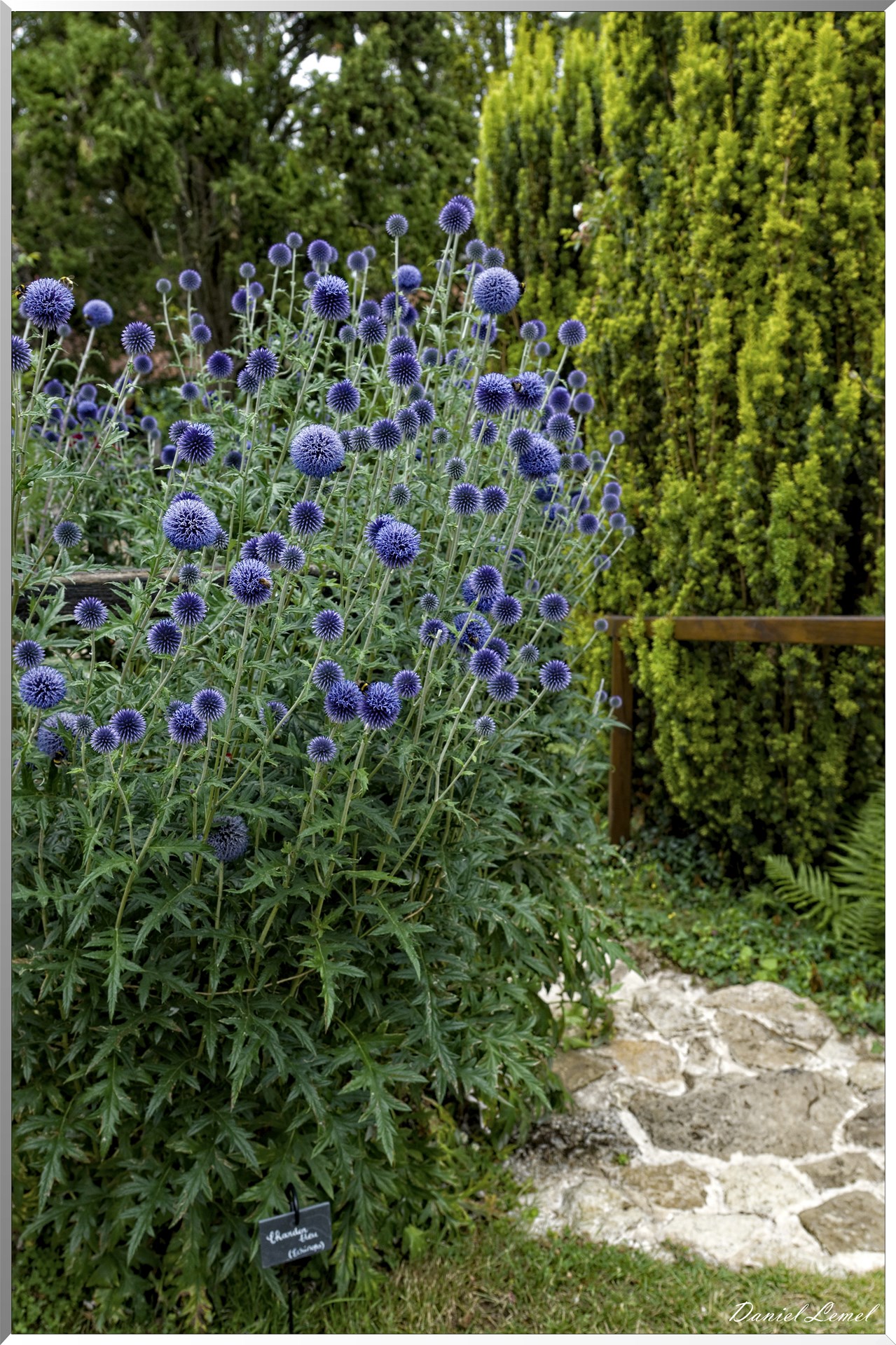 Chardon bleu