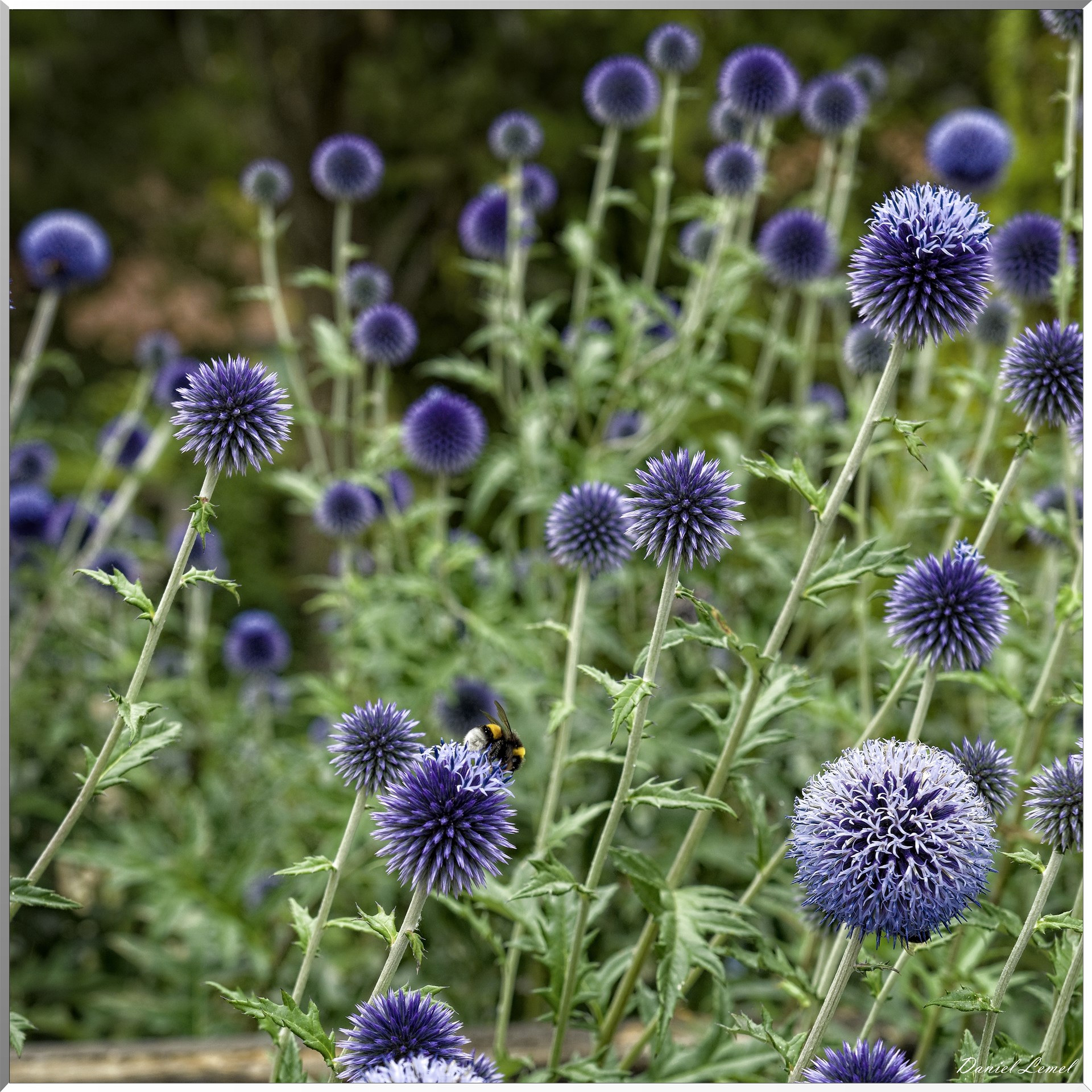 Chardon bleu