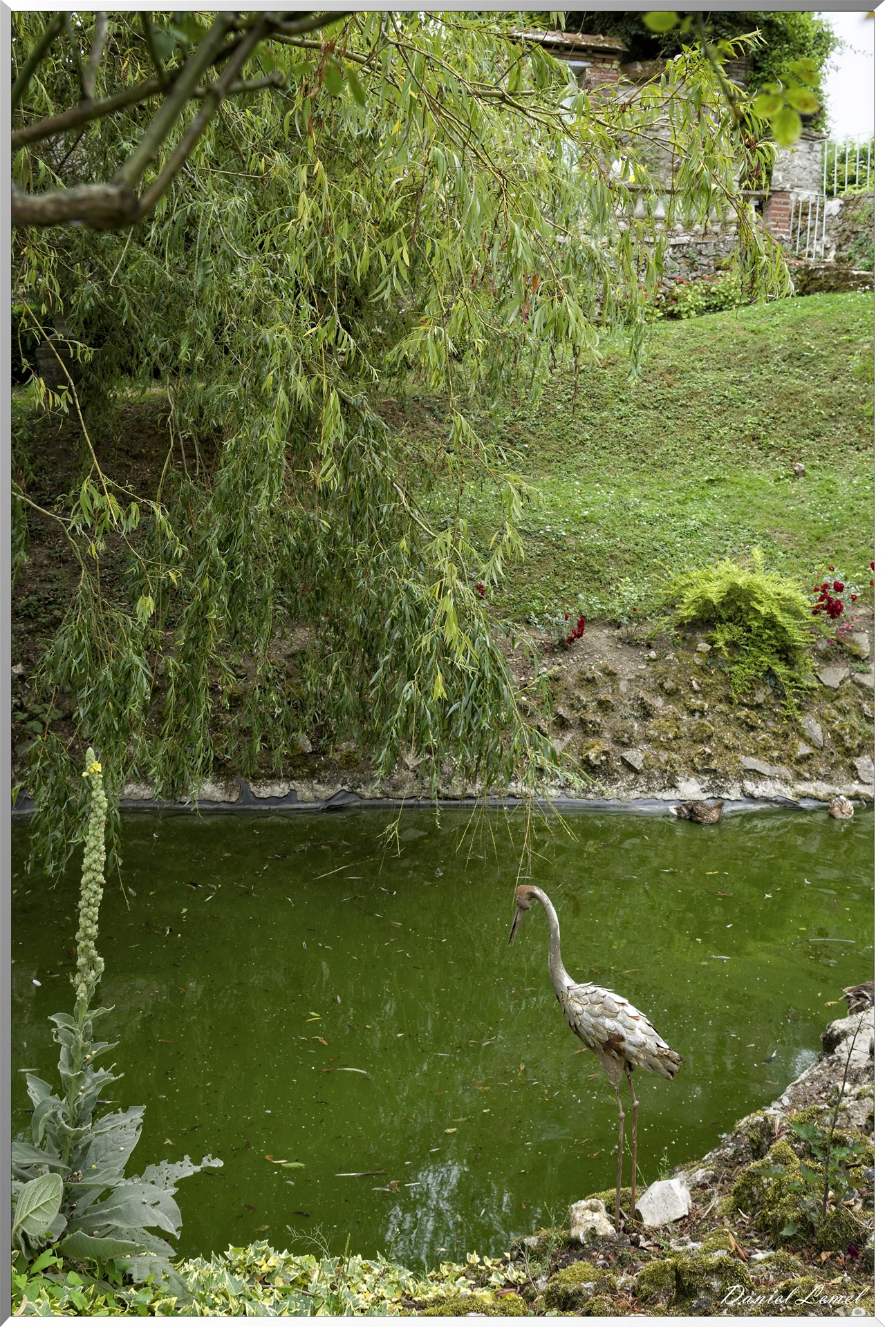 Petit lac aux canard colvert