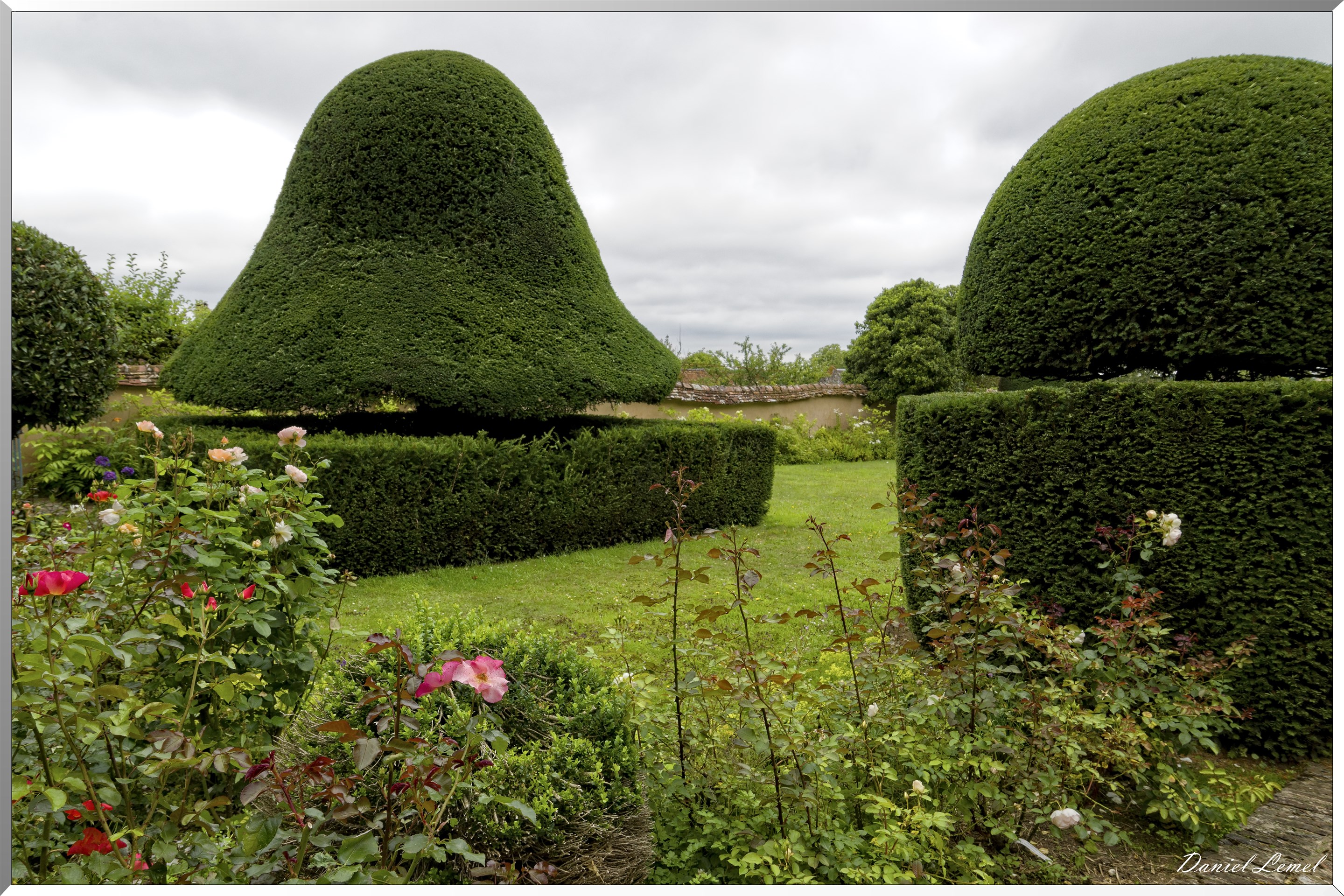 Ifs pluricentenaires