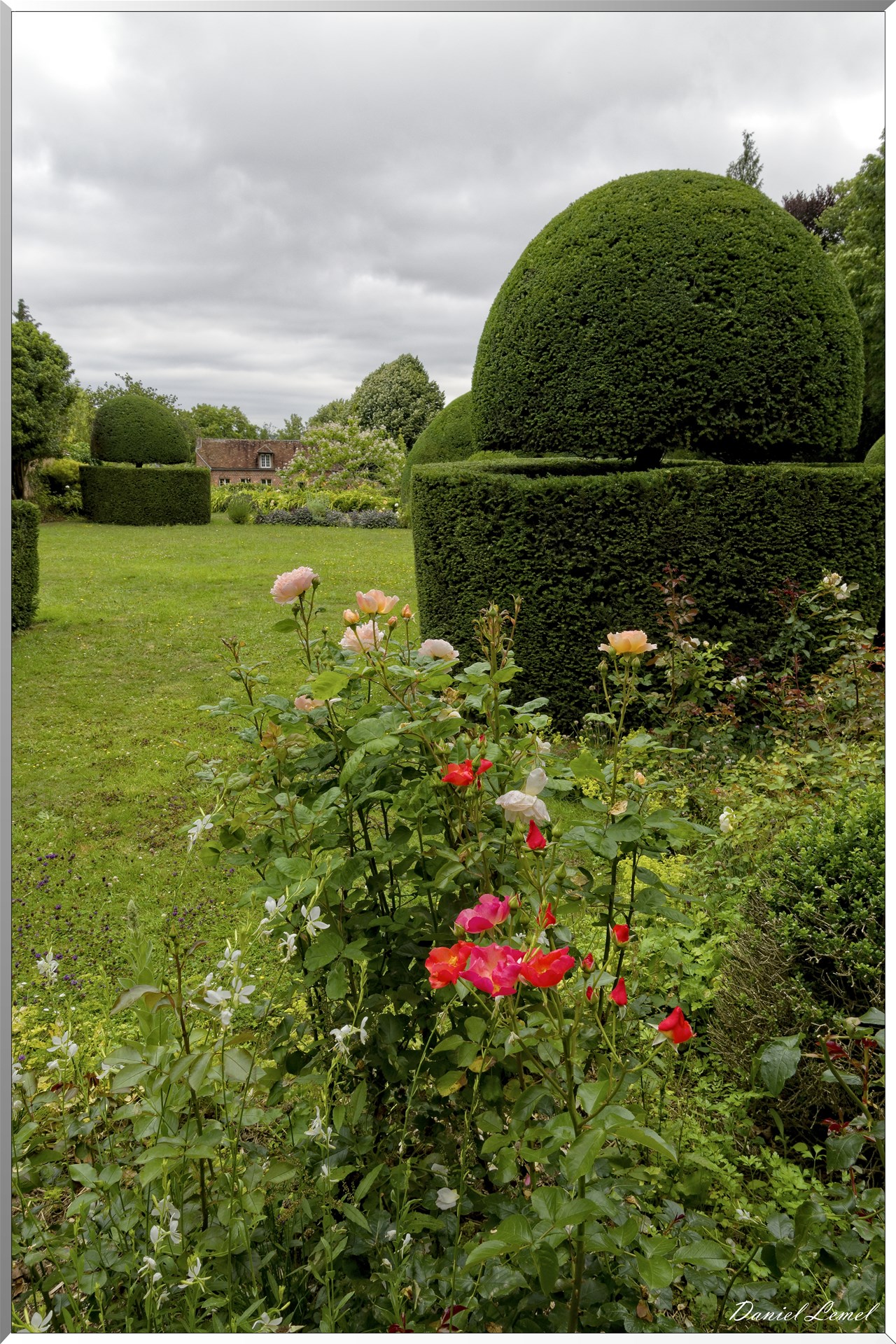 Ifs pluricentenaires