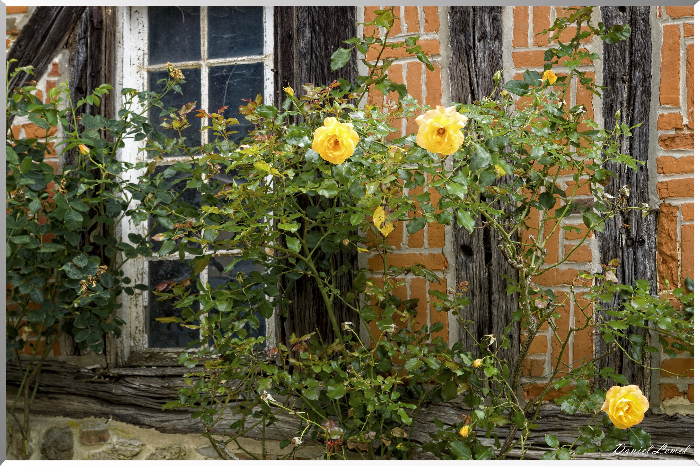 Roses