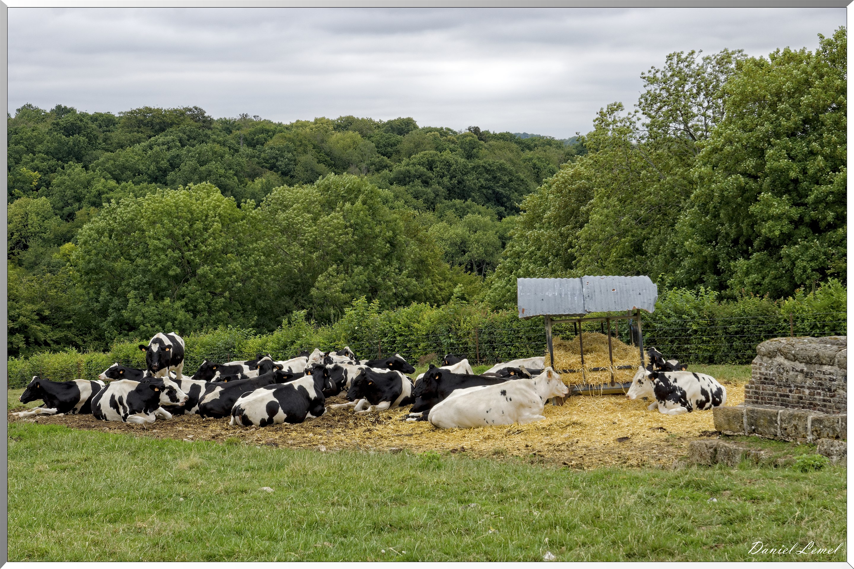 vaches