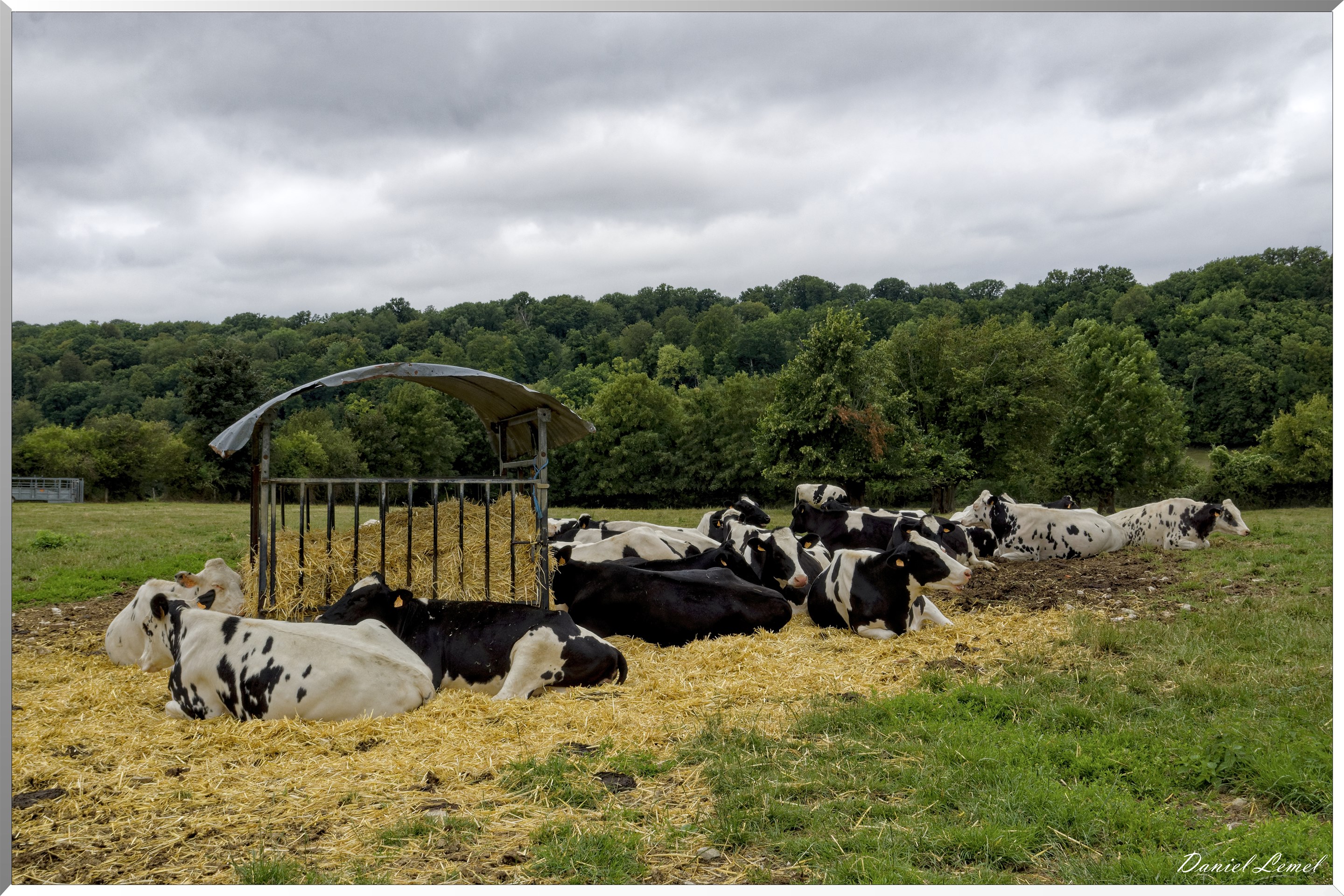Vaches